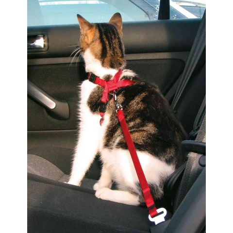 ARNES COCHE GATO